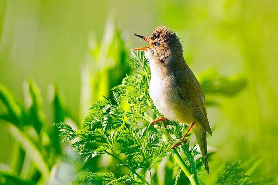 adio luna mai de aurelia oanca