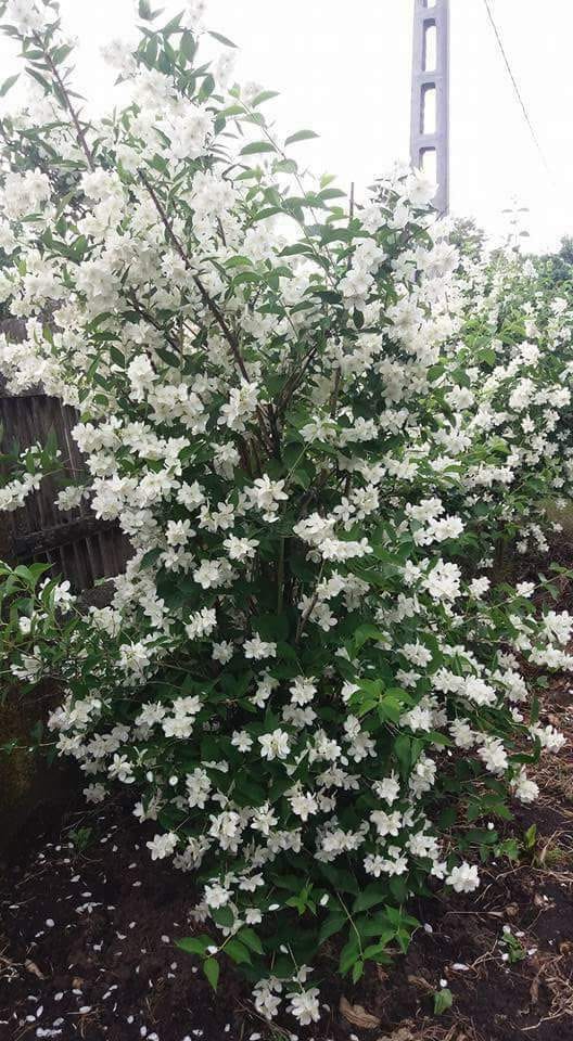 alba alba iasomie de sandu chiva