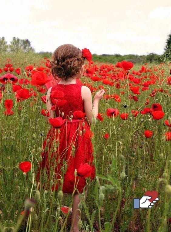 ard macii de petraru valentyina