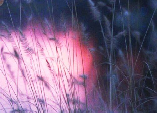 Armonii stinghere de daniel visan d