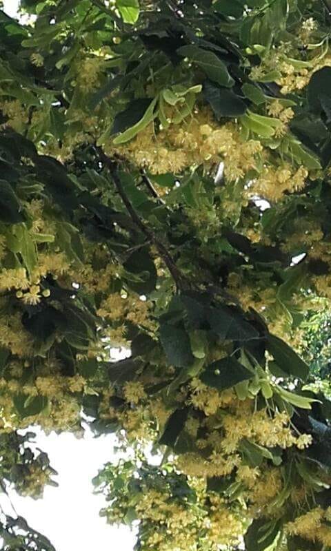 ce e iubirea de loreta toader