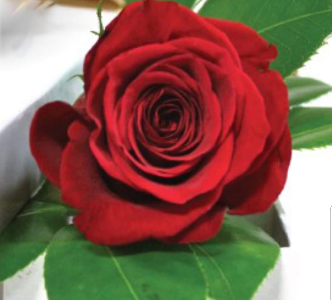 eu sunt straina de mari lena stefan