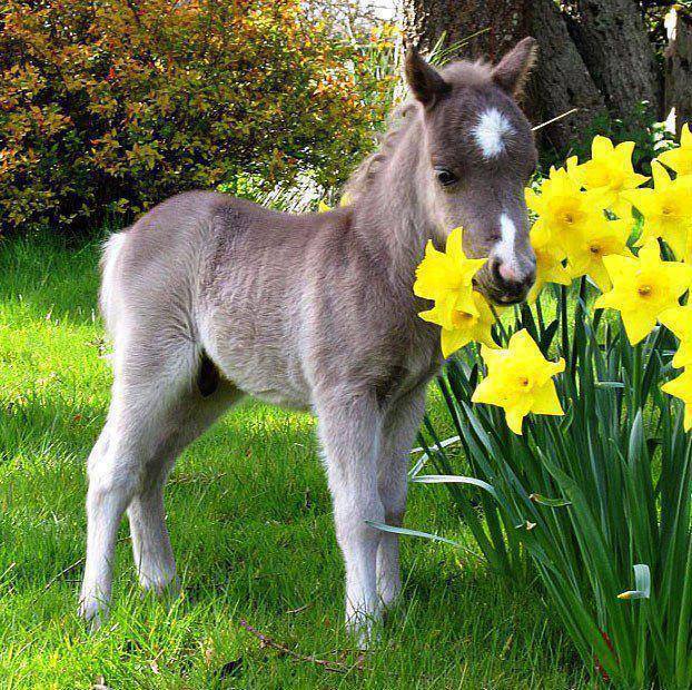 morala magarusului de aurelia oanca