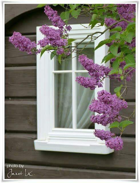 parfum de liliac de petraru valentina