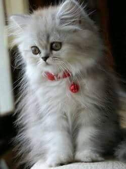 Pisica de Gabriel Ionescu