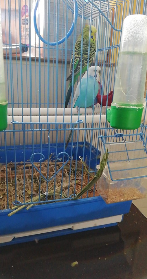 blue de Gabriel Ionescu