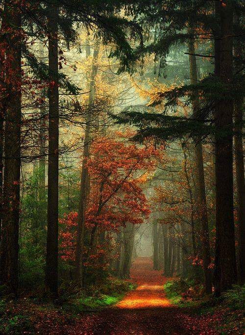 codrul cel strabun de aurelia oanca.jpg