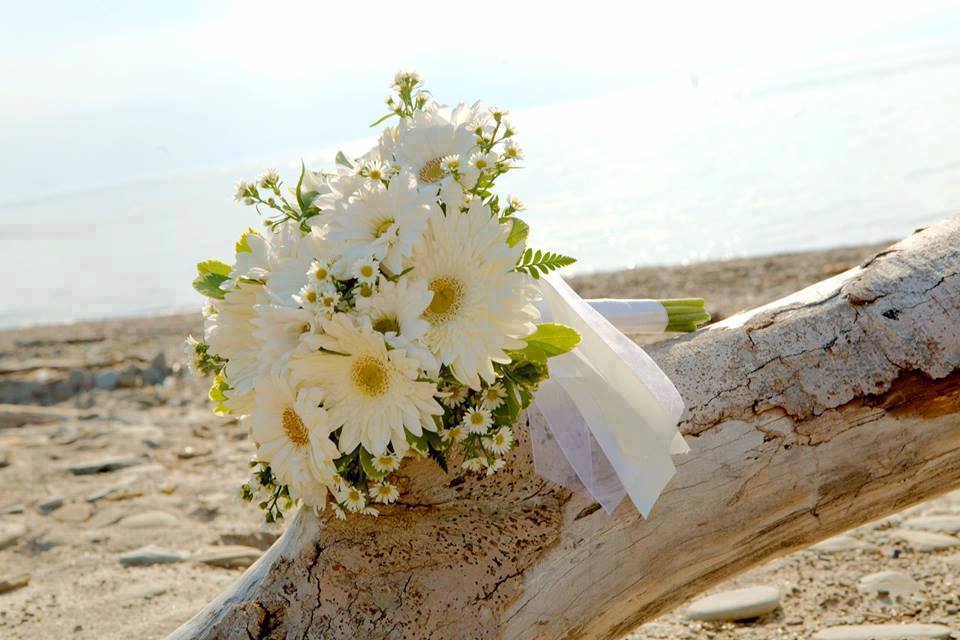 cuvinte de carmen pinte