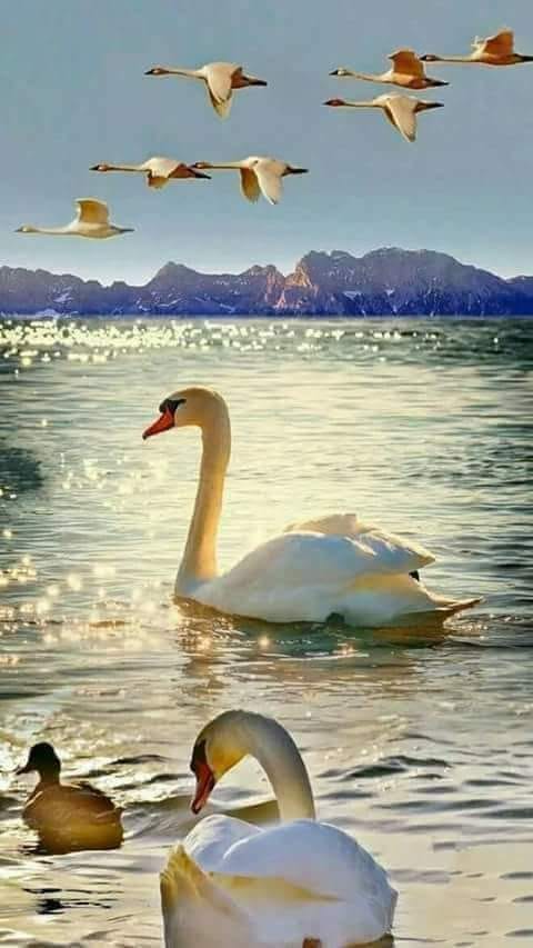 dimineata de violeta butnariu