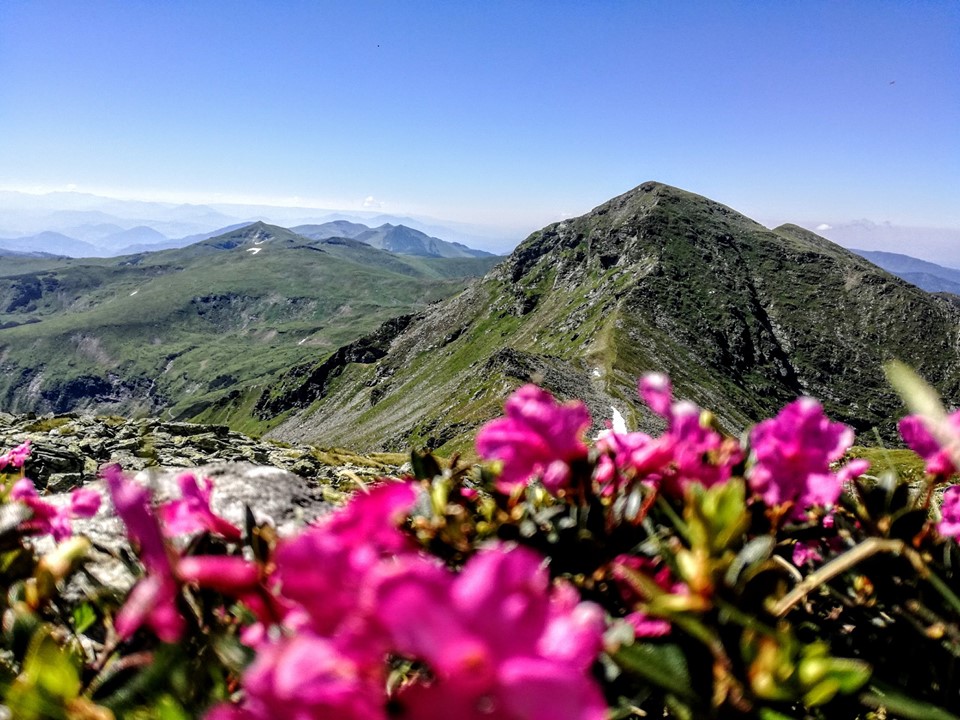 fa-ti radacini de aurelia oanca
