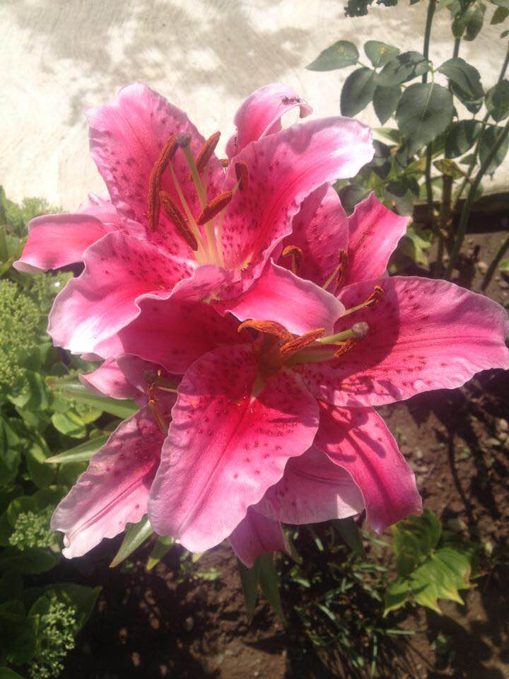 florile dorului meu de elena tudosa