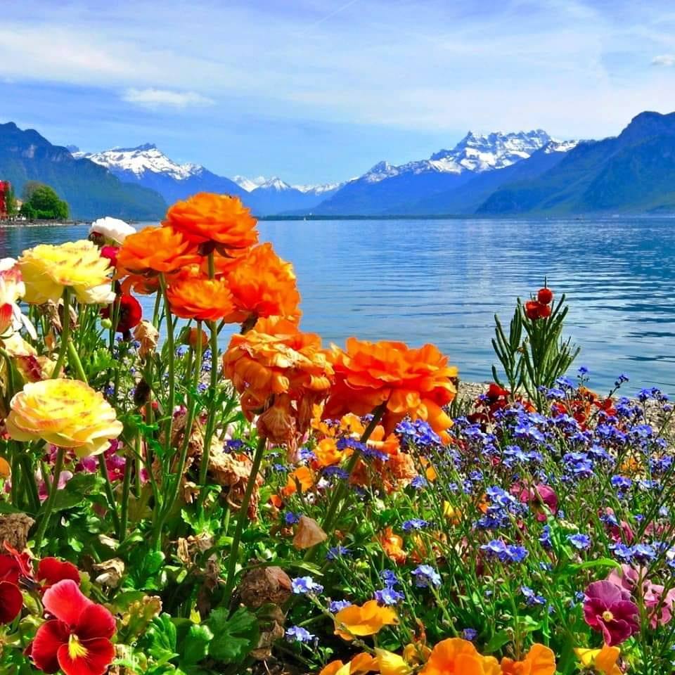 frumusete de vis de aurelia oanca