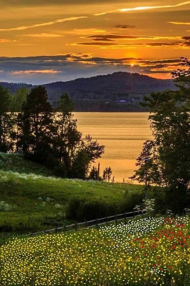 genele noptii de aurelia oanca