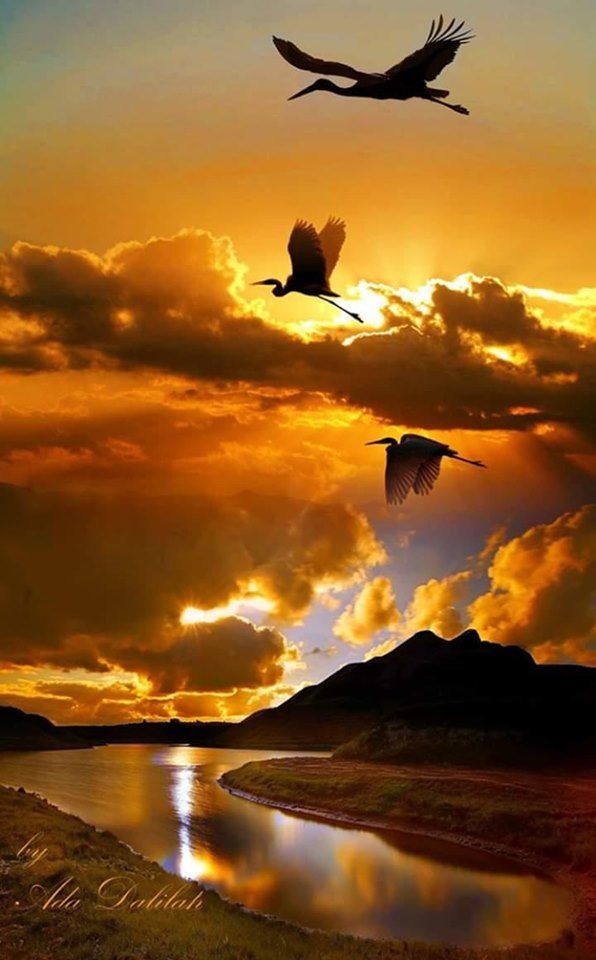 in zbor de cocori de aurelia oanca