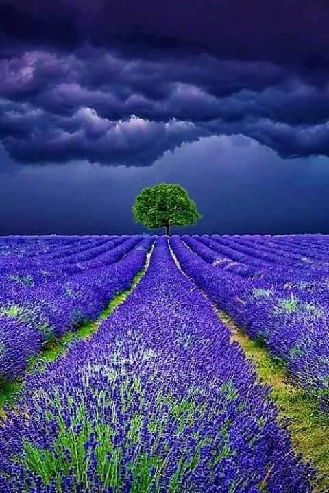 iz de levantica de aurelia oanca