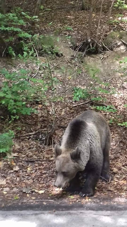 m-am intalnit cu ursul de sandu chiva