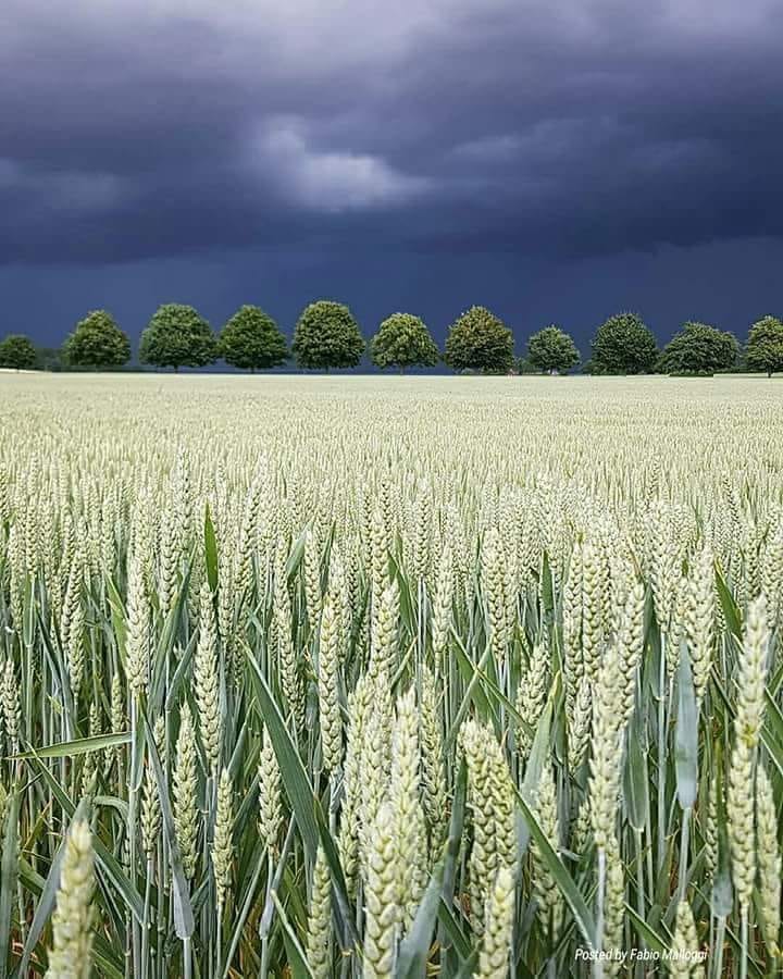painea noastra de aurelia oanca