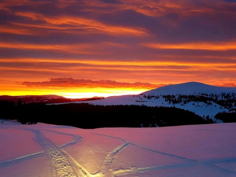 Pasarea Phoenix de mari lena stefan