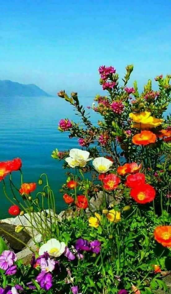 testament in verde viu de valer popean