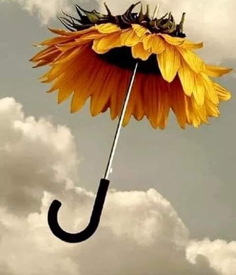 umbrele pentru suflet de teodora dumitru