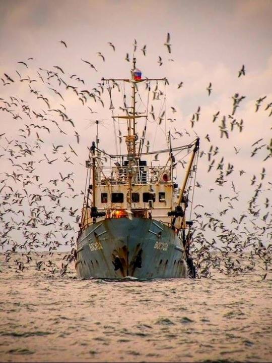 Viguroase pasarele de Constantin Bidulescu