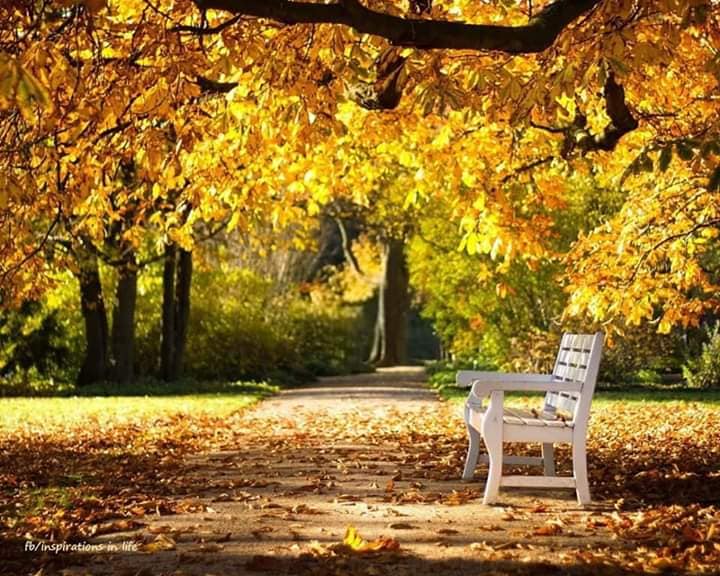 cad frunze ruginii de sandu chiva