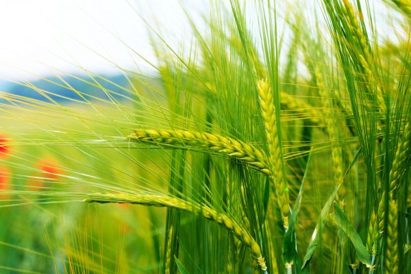 Dor de draga Romanie de Mihaela CD