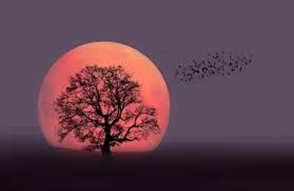 Ne plange toamna-n geam acum de Mihaela CD