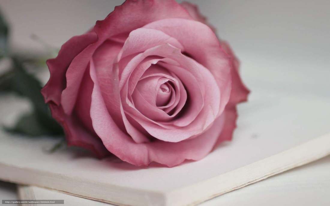 noi de badica violeta iuliana