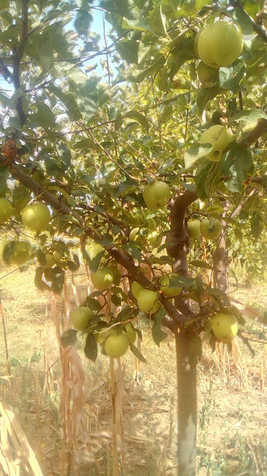 nostalgia toamnei de maria mazere