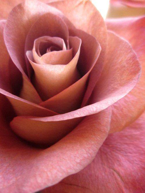 nostalgie de badica violeta iuliana