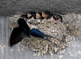 randunica de teodora dumitru