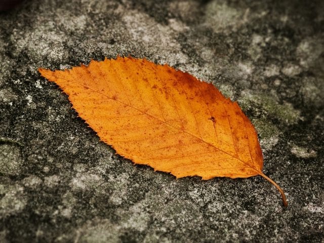 sfarsit de august de teodora dumitru