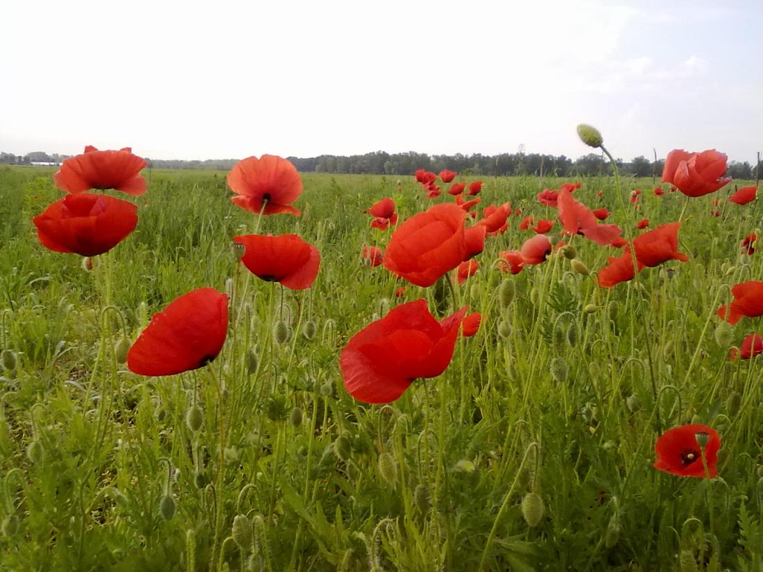 sfarsit de vara de teodora dumitru