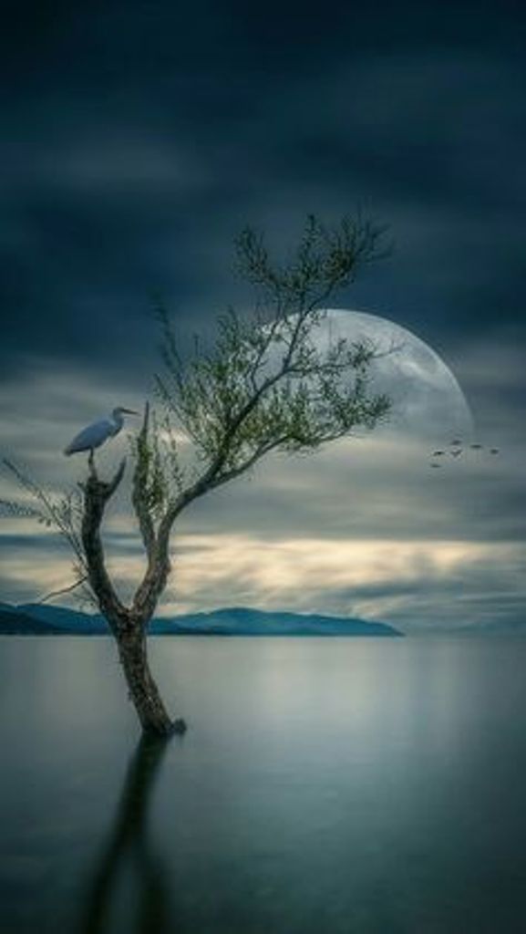 Si copacii plang uneori de mari lena stefan