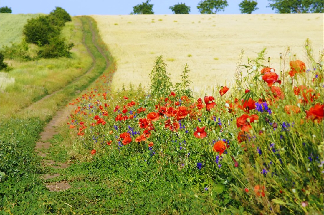 sonet in tremur de vant de daniel visan d
