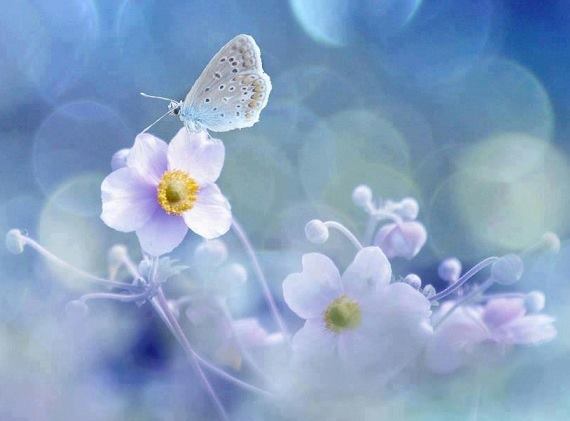 sonetul florilor de mai de daniel visan d