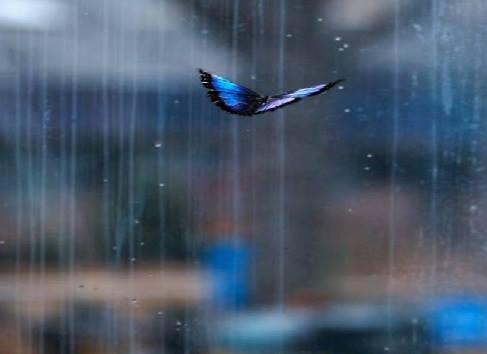 susur de vis de daniel visan d