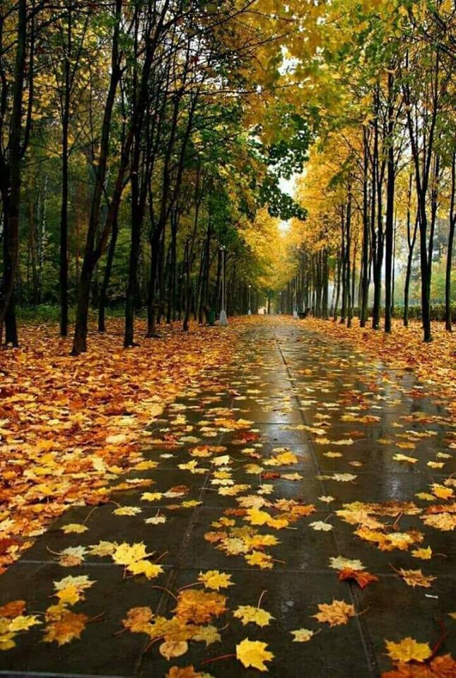 cantecul frunzelor de aurelia oanca