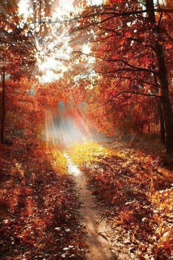 in padurea de arama de sandu chiva