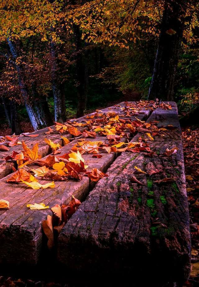 sfarsitul toamnei de aurelia oanca.jpg