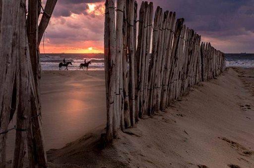 tarmul fara nume de dvd