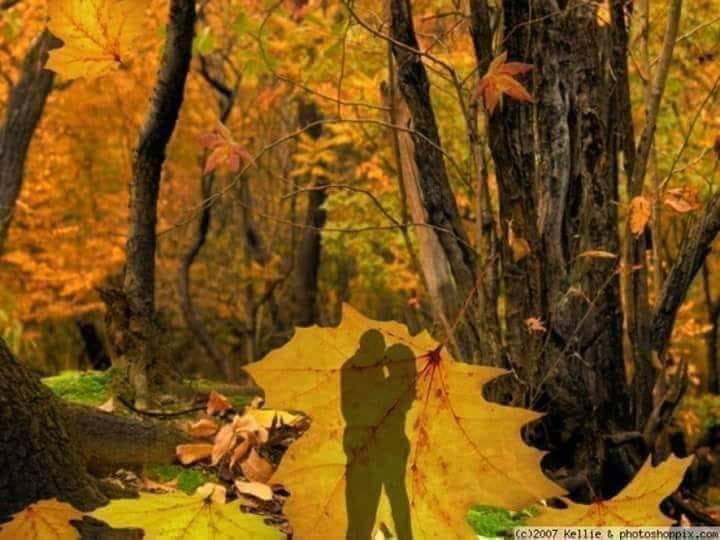 daruri in toamna vietii de teodora dumitru