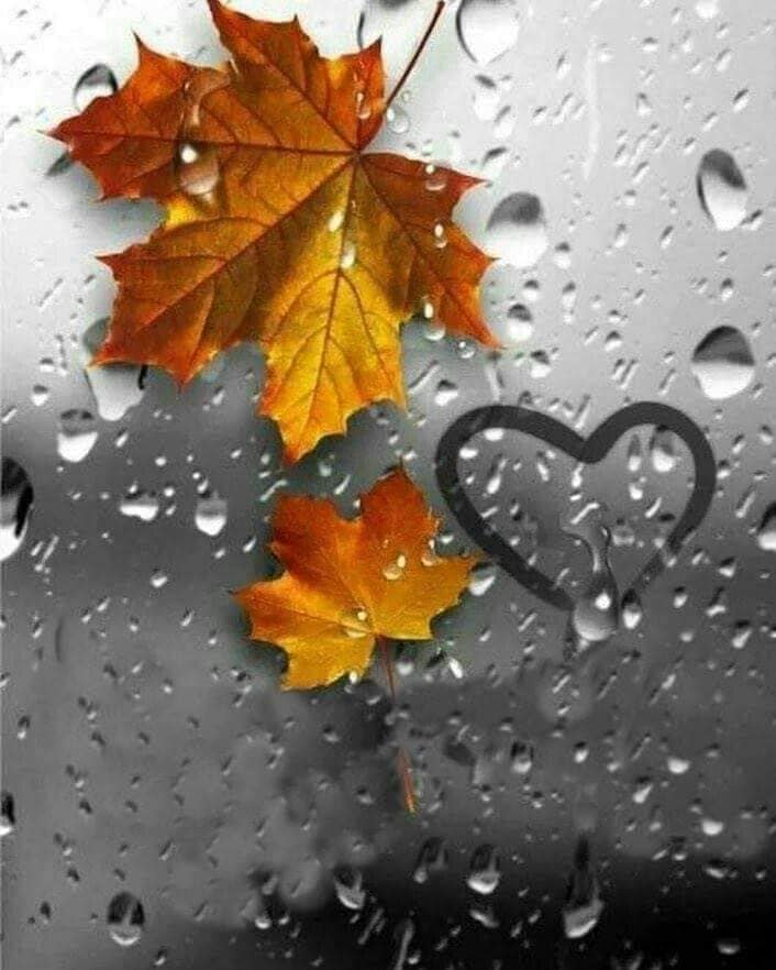 Murind intr-o frunza de Carolina Baldea