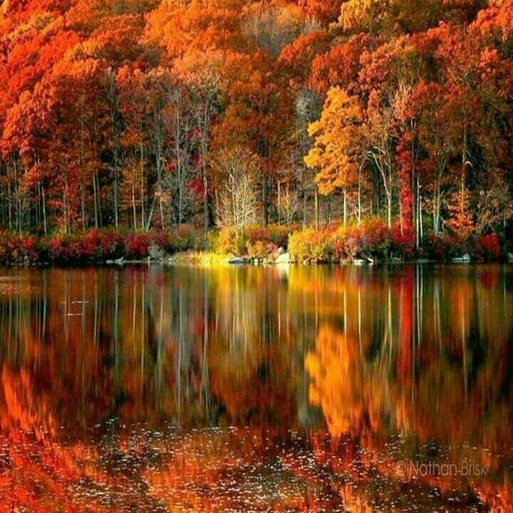 reusita pamantului de aurelia oanca