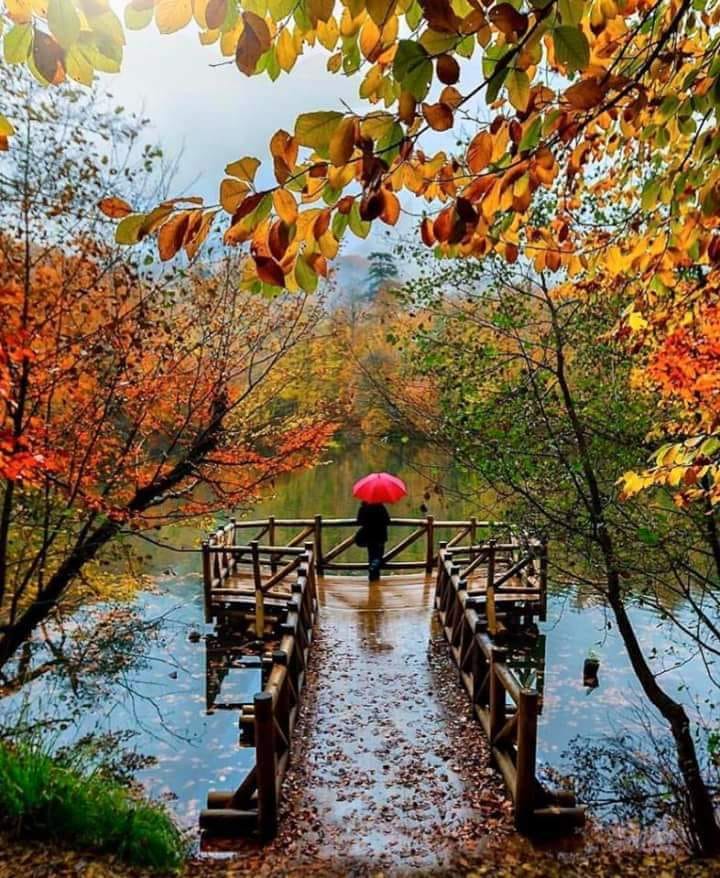 singurel in plina toamna de sandu chiva.jpg