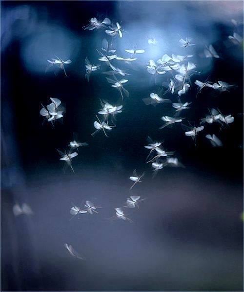 Beizadeaua de dumitru garbacea