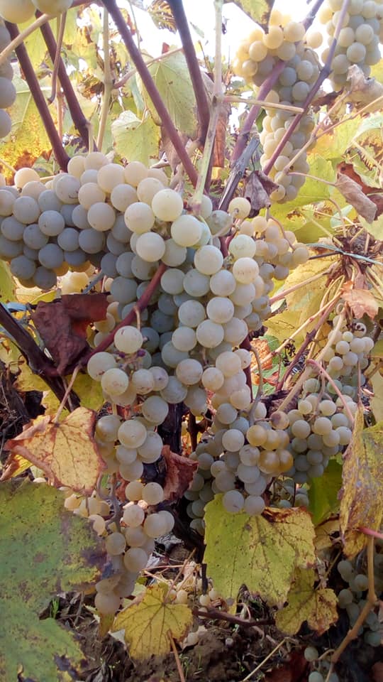 Doamne mi-ai daruit de Maria Mazere