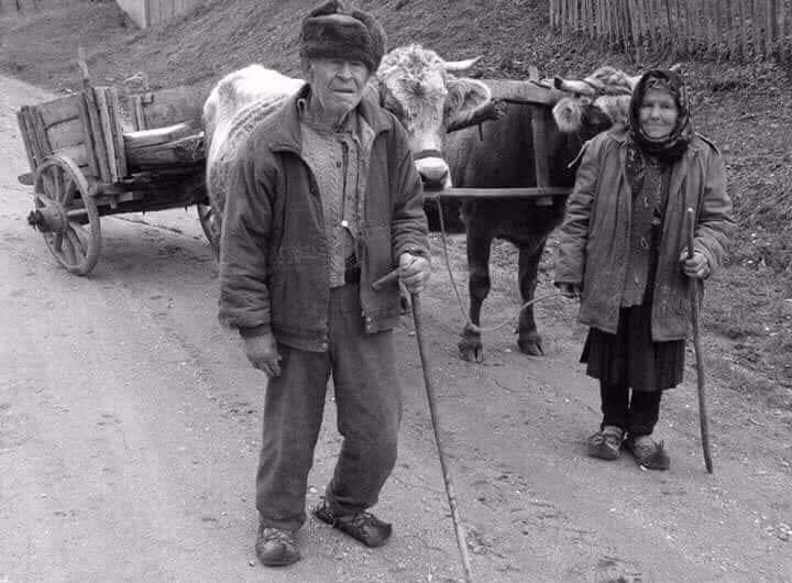 drepturi pe cartela de lacrimioara iva