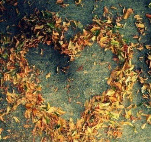 frunze colorate de teodora dumitru